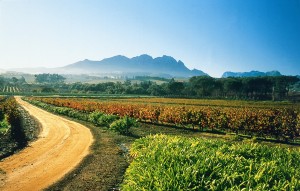 Cape Winelands Day tour