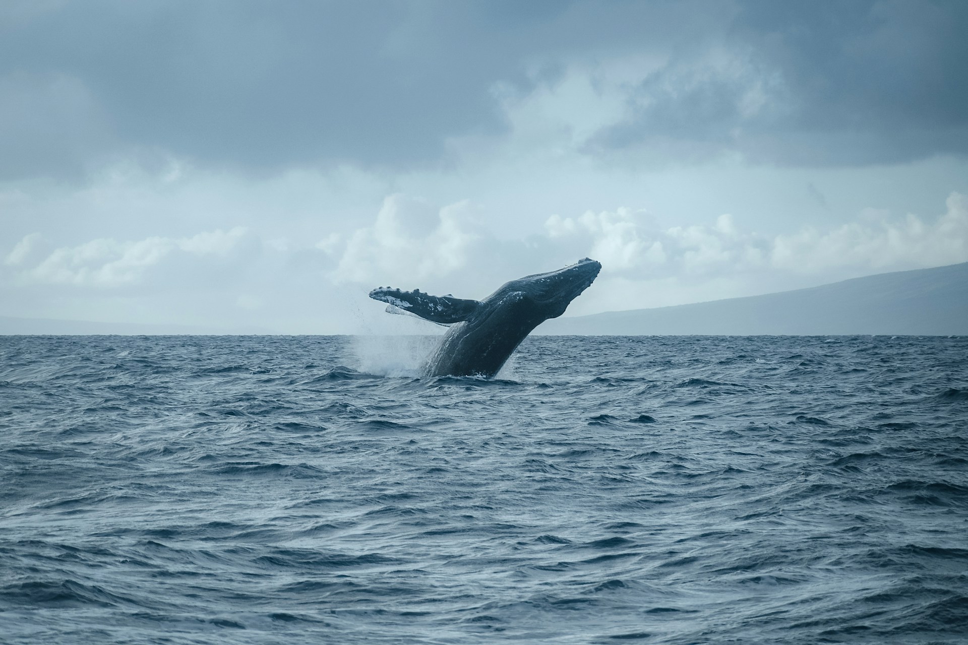 Breaching Whale