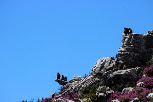 Cape Point Chacma Baboon