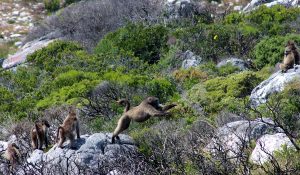 Cape Point Chacma Baboon