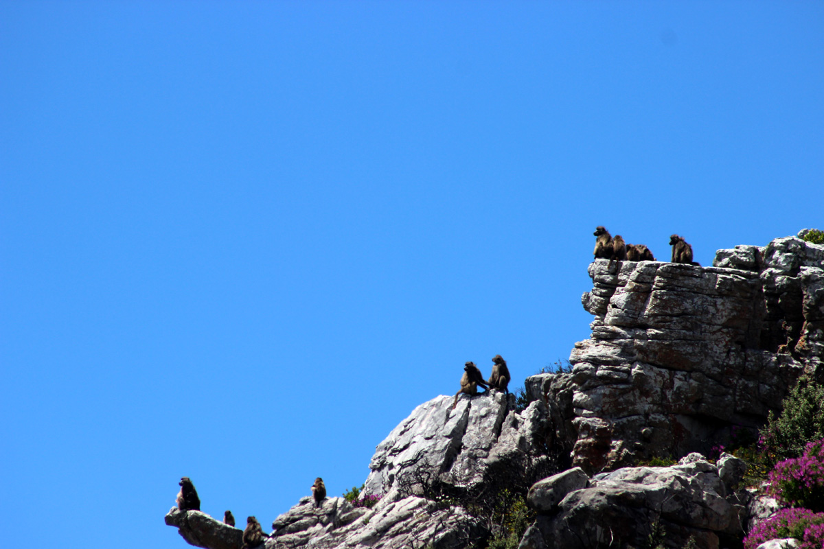 Cape Point Chacma Baboon