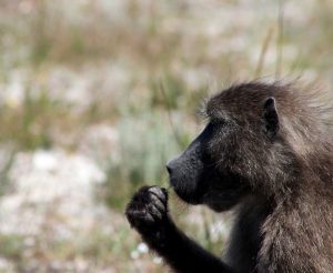 Cape Point Chacma Baboon