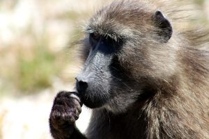Cape Point Chacma Baboon