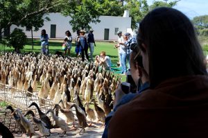 Stellenbosch Wine Tour