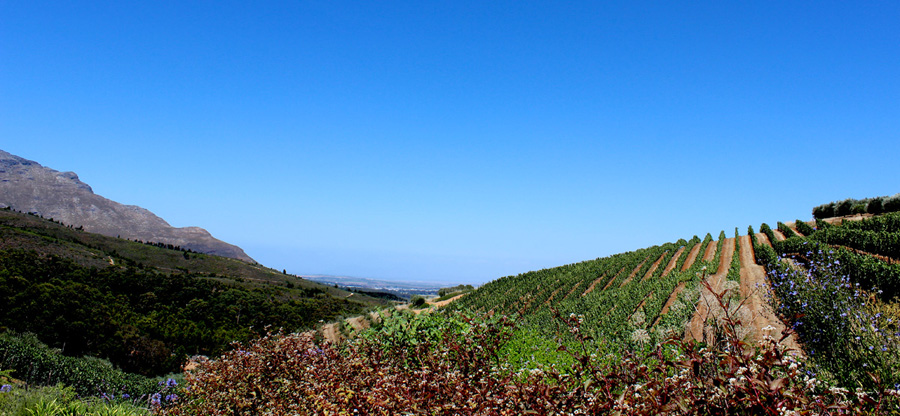 Tokara Wine Farm Stellenbosch