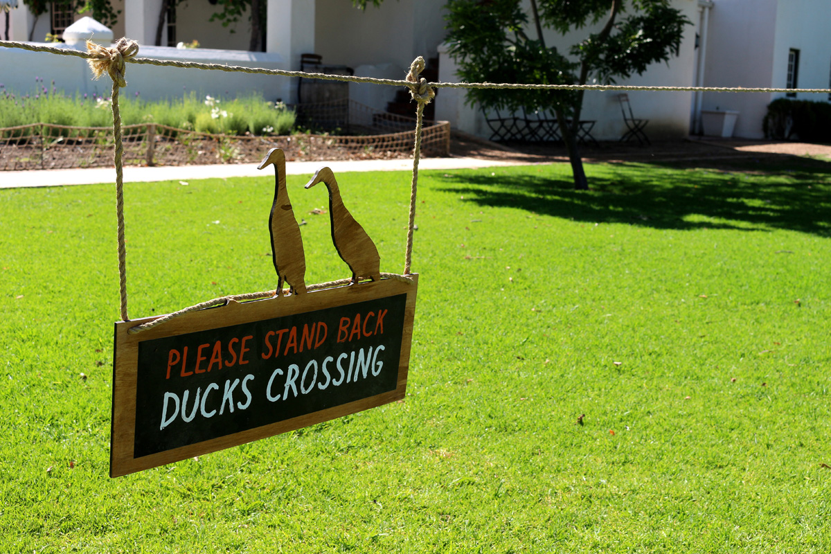 Vergenoegd Wine Estate Duck Run