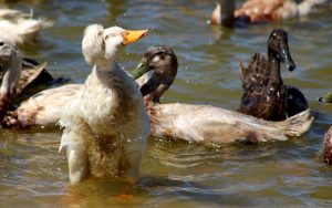 Vergenoegd Wine Estate Duck Run