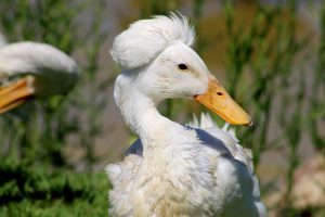 Vergenoegd Wine Estate Duck Run