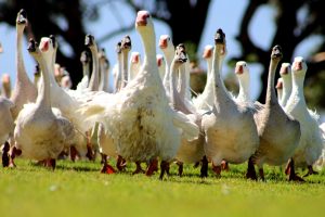 Vergenoegd Wine Estate Duck Run