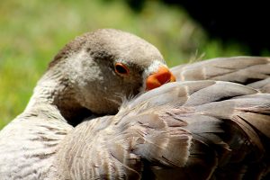 Vergenoegd Wine Estate Duck Run