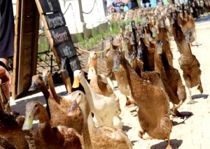 Vergenoegd Wine Estate Duck Run