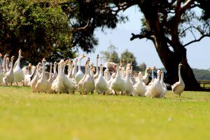 Vergenoegd Wine Estate Duck Run