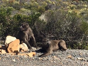 Cape Point Nature Reserve