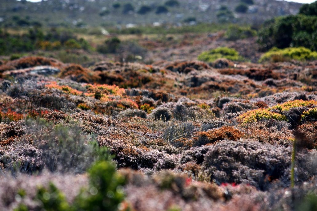 Cape Point | pure photography copyright