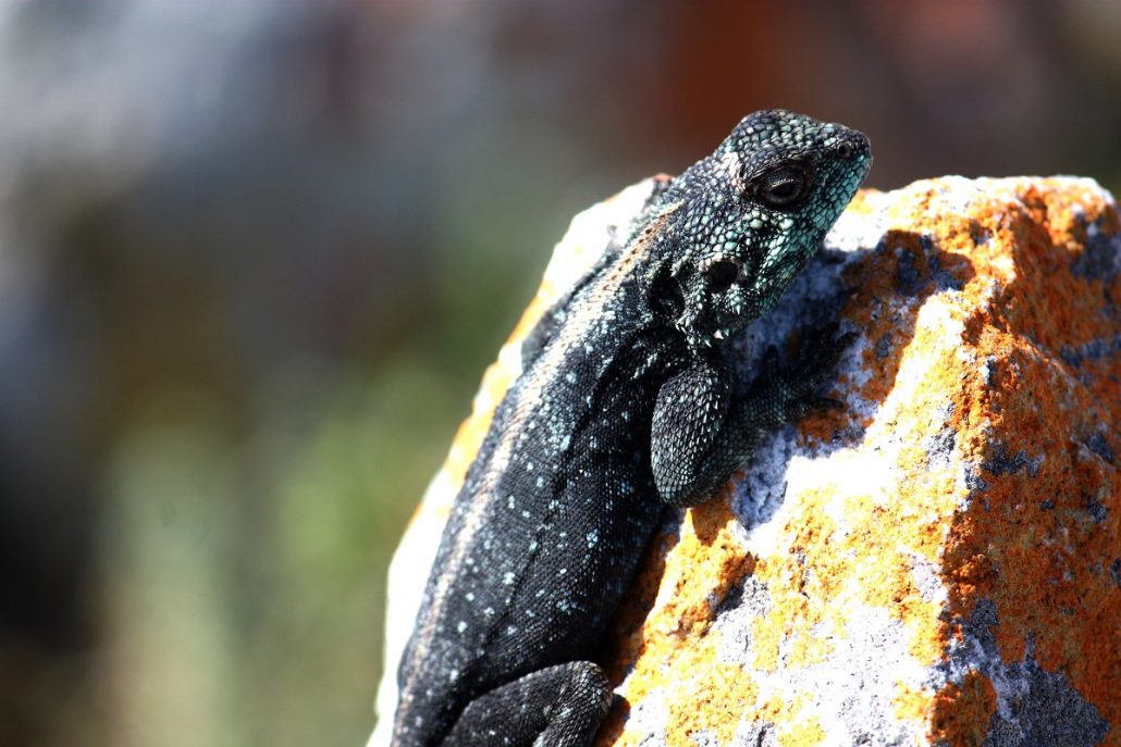 Cape Point | pure photography copyright