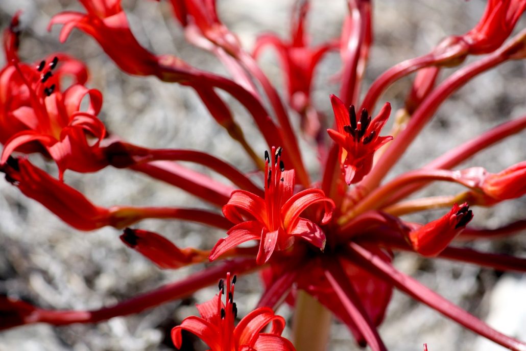 Cape Point | pure photography copyright