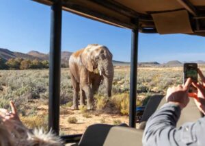 ON Safari with elephants