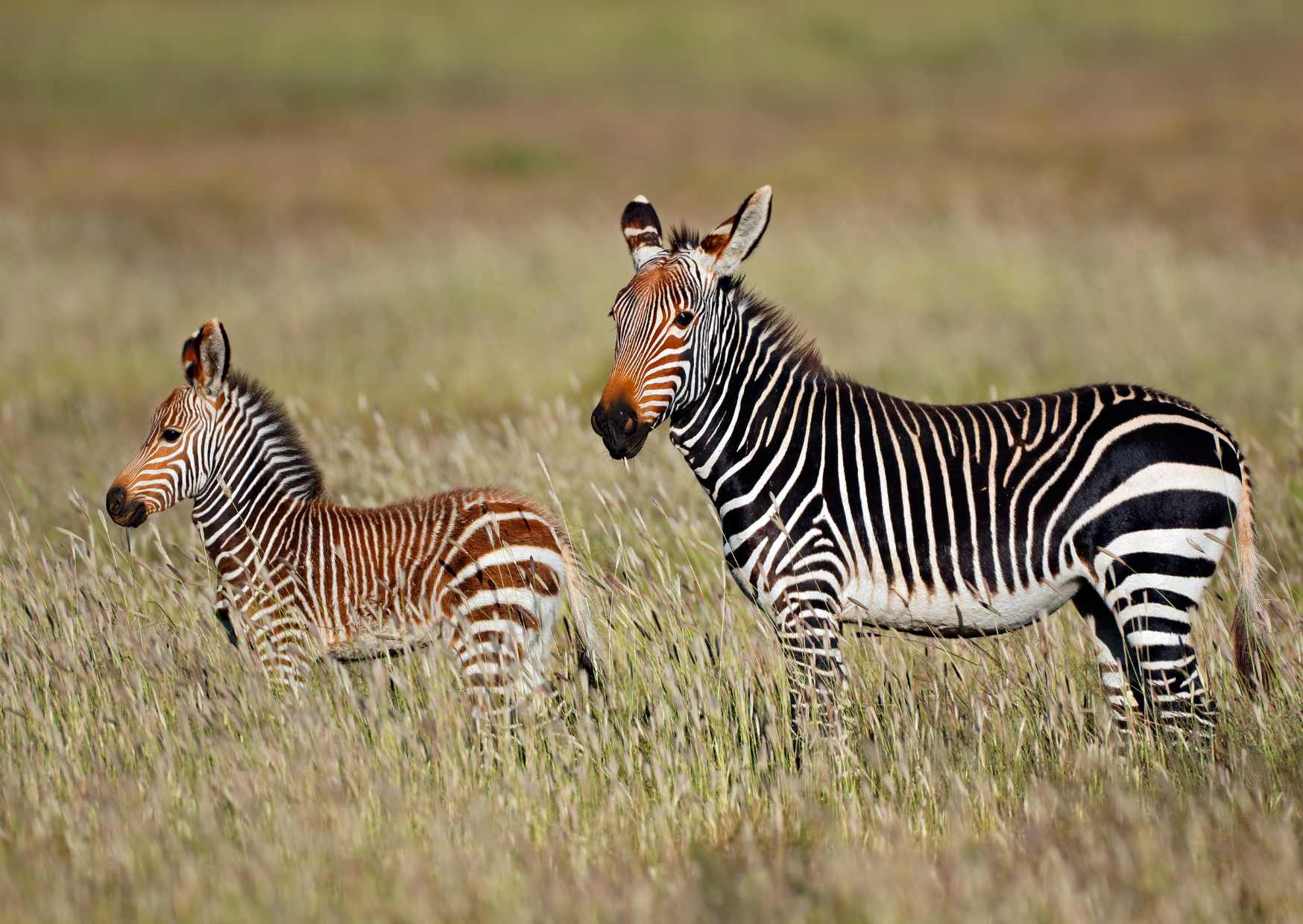 Cape Mountain Zebra