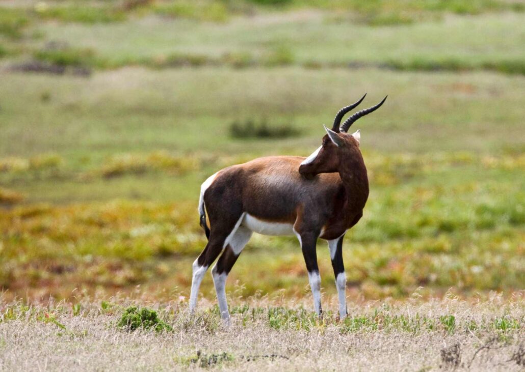 Bontebok