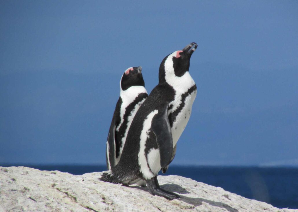Penguins at the famous Boulders Beach Penguins at the famous Boulders Beach