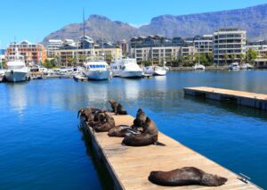 Seals at the Victoria and Alfred Waterfront