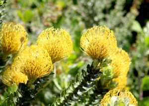 pin cushions in the winelands