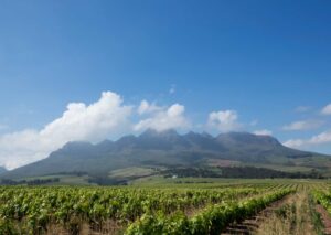 Stellenbosch wine tour