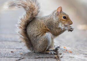 Squirrels at Company Gardens