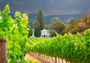 Constantia Wines