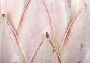 Protea