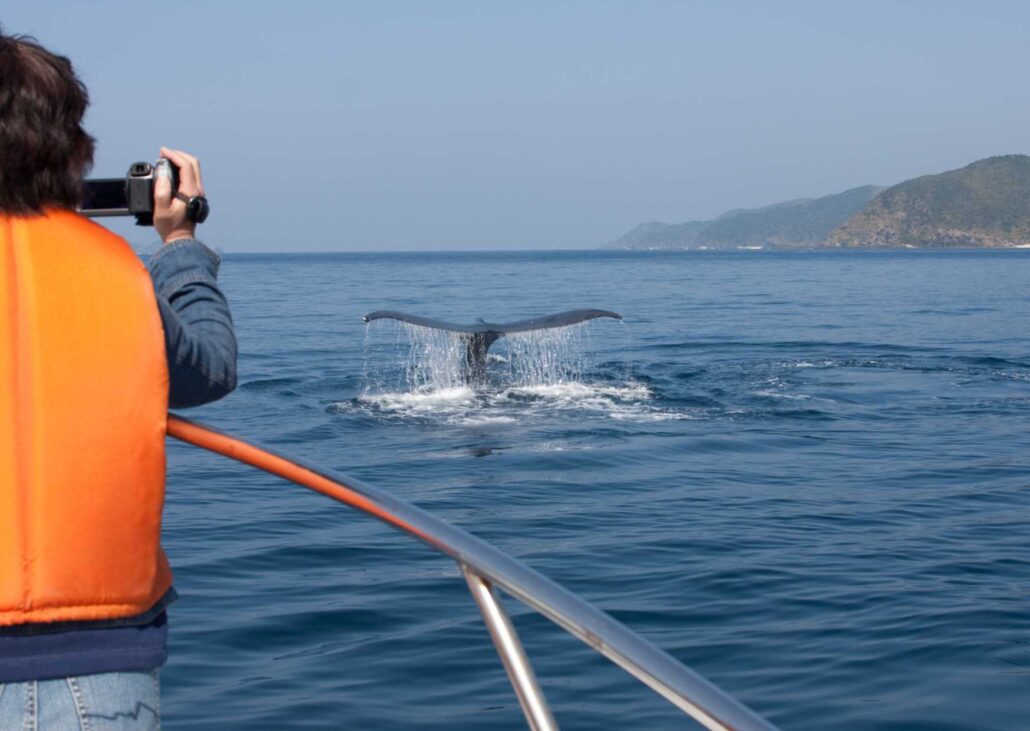 Whale Watching from the Boat