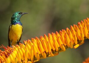 Sun Bird on Yellow Aloe