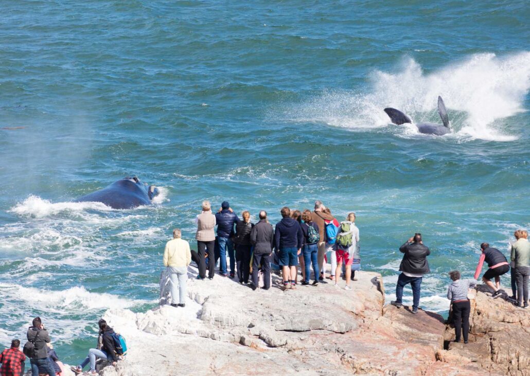 Shore whale Watching