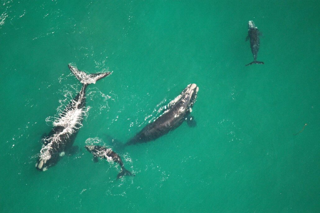Ariel Whale Watching