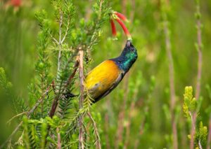 Sunbird drinking nectar out of an aloe