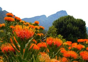 Pincushions at Kirstenbosch