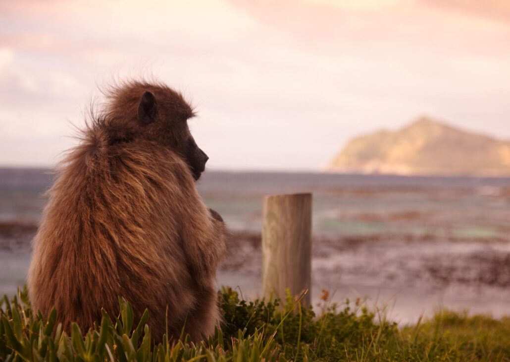 Chacma Baboon at Cape Point