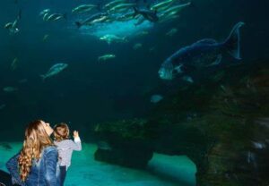 Aquarium Waterfront Cape Town