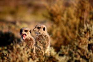 Meerkats in Kruger